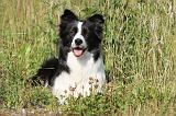 BORDER COLLIE 592